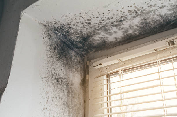 Affordable Black Mold Remediation solutions in Winfield, PA